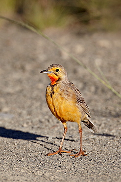 Orange-throated longclaw (Cape longclaw) (Macronyx capensis), Mountain Zebra National Park, South Africa, Africa