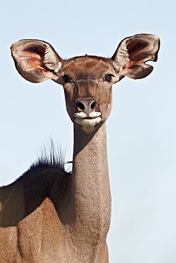 Female greater kudu (Tragelaphus strepsiceros), Mountain Zebra National Park, South Africa, Africa