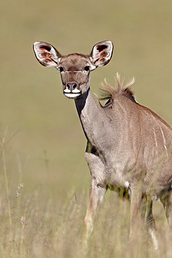 Female greater kudu (Tragelaphus strepsiceros), Mountain Zebra National Park, South Africa, Africa