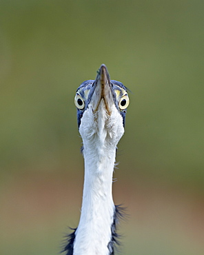 Black-headed heron (Ardea melanocephala), Addo Elephant National Park, South Africa, Africa