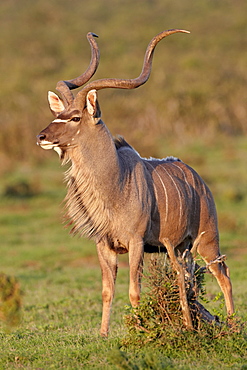 Greater kudu (Tragelaphus strepsiceros) buck marking its territory, Addo Elephant National Park, South Africa, Africa