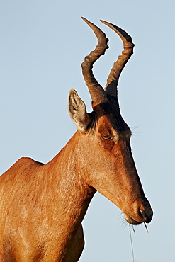 Red hartebeest (Alcelaphus buselaphus), Addo Elephant National Park, South Africa, Africa