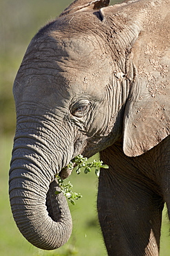 Young African elephant (Loxodonta africana) eating, Addo Elephant National Park, South Africa, Africa