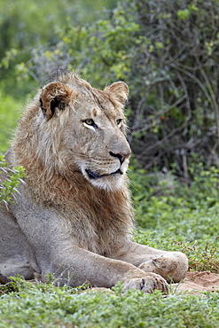 Lion (Panthera leo), Addo Elephant National Park, South Africa, Africa