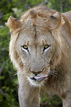 Lion (Panthera leo), Addo Elephant National Park, South Africa, Africa