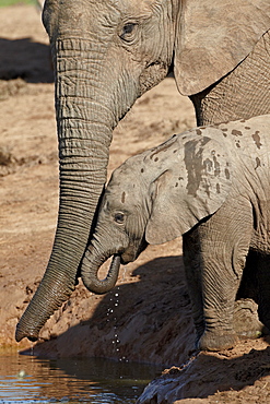 African elephant (Loxodonta africana) adult supporting a baby drinking, Addo Elephant National Park, South Africa, Africa