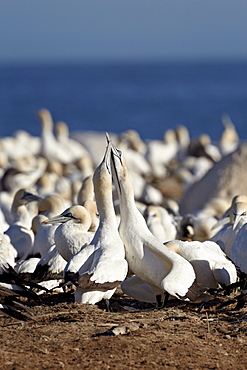 Two Cape gannets (Morus capensis) necking, Bird Island, Lambert's Bay, South Africa, Africa