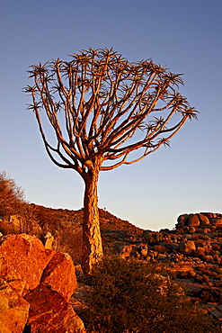 Quiver Tree (Kokerboom) (Aloe dichotoma), Namakwa, Namaqualand, South Africa, Africa