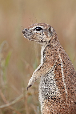 Cape ground squirrel (Xerus inauris), Kgalagadi Transfrontier Park, encompassing the former Kalahari Gemsbok National Park, South Africa, Africa