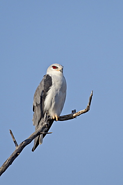 Black-shouldered kite (Elanus caeruleus), Kgalagadi Transfrontier Park, encompassing the former Kalahari Gemsbok National Park, South Africa, Africa