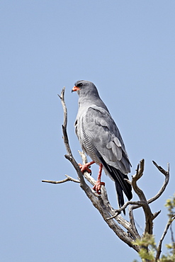 Southern pale chanting goshawk (Melierax canorus), Kgalagadi Transfrontier Park, encompassing the former Kalahari Gemsbok National Park, South Africa, Africa