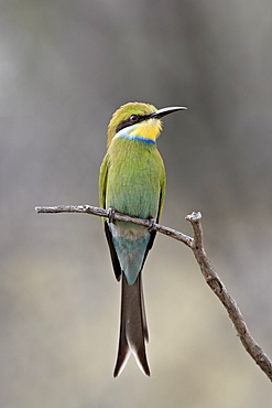 Swallow-tailed bee-eater (Merops hirundineus), Kgalagadi Transfrontier Park, encompassing the former Kalahari Gemsbok National Park, South Africa, Africa