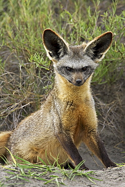 Bat-eared fox (Otocyon megalotis) sitting at entrance to den, Serengeti National Park, Tanzania, East Africa, Africa