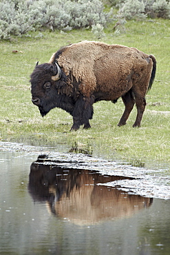 Bison (Bison bison) reflected in a pond, Yellowstone National Park, UNESCO World Heritage Site, Wyoming, United States of America, North America