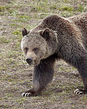 Grizzly bear (Ursus arctos horribilis), Yellowstone National Park, UNESCO World Heritage Site, Wyoming, United States of America, North America