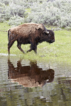 Bison (Bison bison) reflected in a pond, Yellowstone National Park, UNESCO World Heritage Site, Wyoming, United States of America, North America