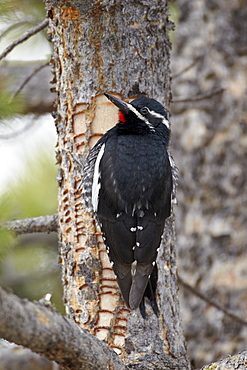 Male Williamson's sapsucker (Sphyrapicus thyroideus), Yellowstone National Park, UNESCO World Heritage Site, Wyoming, United States of America, North America