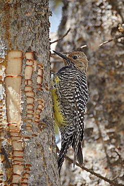 Female Williamson's sapsucker (Sphyrapicus thyroideus), Yellowstone National Park, UNESCO World Heritage Site, Wyoming, United States of America, North America