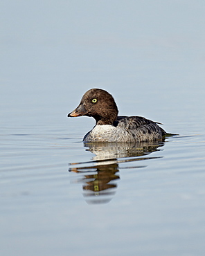 Barrow's Goldeneye (Bucephala islandica) swimming, Yellowstone National Park, Wyoming, United States of America, North America