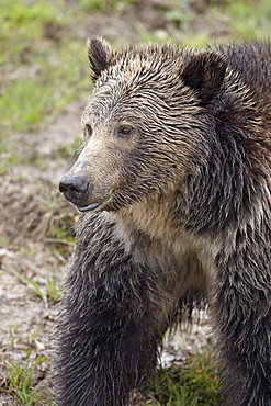 Grizzly bear (Ursus arctos horribilis), Yellowstone National Park, Wyoming, United States of America, North America