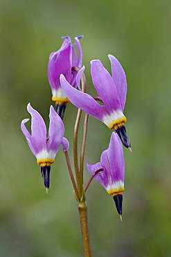 Slimpod shooting star (Dodecatheon conjugens), Yellowstone National Park, Wyoming, United States of America, North America