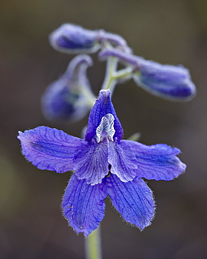 Upland larkspur (Delphinium nuttallianum), Yellowstone National Park, Wyoming, United States of America, North America