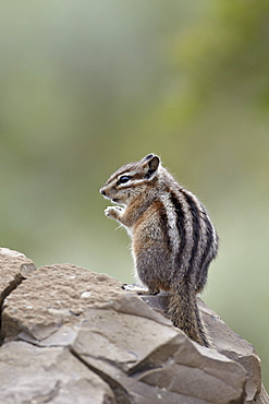 Yellow pine chipmunk (Eutamias amoenus), Yellowstone National Park, Wyoming, United States of America, North America