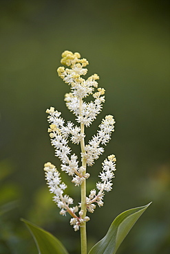 Western false Solomon's seal (false Solomon's seal) (Solomon's plume) (treacleberry) (false spikenard) (Maianthemum racemosum), Glacier National Park, Montana, United States of America, North America