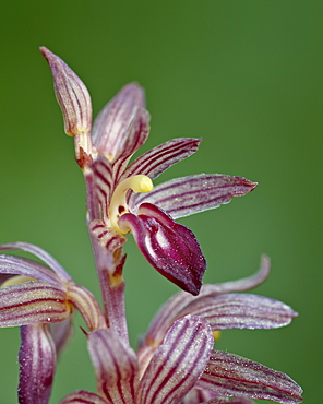 Striped coralroot (hooded coralroot) (Corallorhiza striata), Glacier National Park, Montana, United States of America, North America