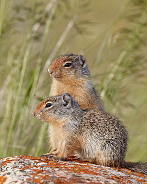 Two young Columbian ground squirrel (Citellus columbianus), Waterton Lakes National Park, Alberta, Canada, North America