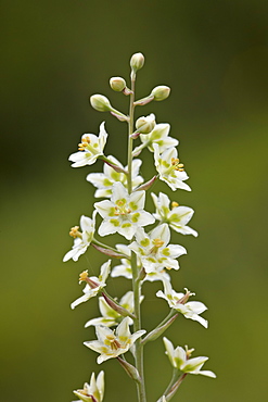 Mountain death camas (elegant deathcamas) (showy deathcamas) (alkali grass) (Zigadenus elegans), Waterton Lakes National Park, Alberta, Canada, North America