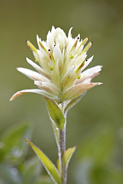 Sulfur paintbrush (Castilleja sulphurea), Waterton Lakes National Park, Alberta, Canada, North America