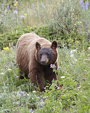 Cinnamon black bear (Ursus americanus) cub, Waterton Lakes National Park, Alberta, Canada, North America