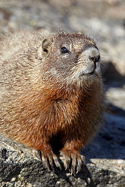 Yellow-bellied marmot (yellowbelly marmot) (Marmota flaviventris), Shoshone National Forest, Wyoming, United States of America, North America