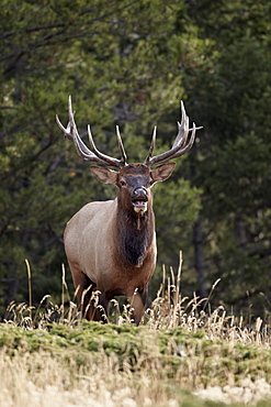 Bull elk (Cervus canadensis) demonstrating the flehmen response, Jasper National Park, Alberta, Canada, North America