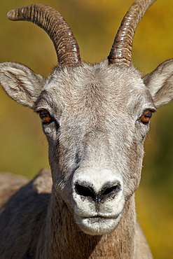 Bighorn sheep (Ovis canadensis) ewe, Peter Lougheed Provincial Park, Kananaskis Country, Alberta, Canada, North America