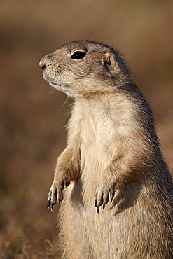 Blacktail prairie dog (Cynomys ludovicianus), Theodore Roosevelt National Park, North Dakota, United States of America, North America