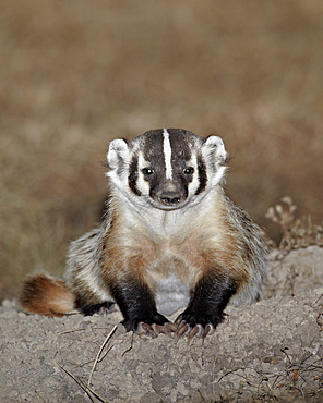 Badger (Taxidea taxus), Buffalo Gap National Grassland, Conata Basin, South Dakota, United States of America, North America