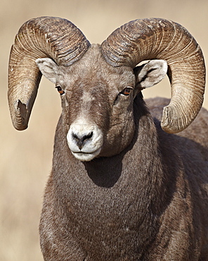 Bighorn sheep (Ovis canadensis) ram, Clear Creek County, Colorado, United States of America, North America