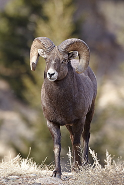 Bighorn sheep (Ovis canadensis) ram durng the rut, Clear Creek County, Colorado, United States of America, North America