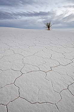 Cracked sand dune with a yucca, White Sands National Monument, New Mexico, United States of America, North America