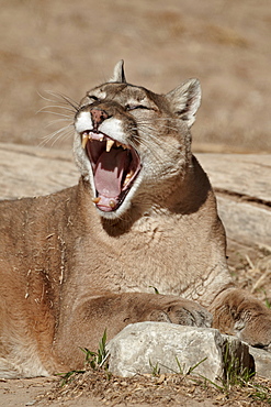 Mountain lion (cougar) (puma) (Puma concolor) yawning, Living Desert Zoo And Gardens State Park, New Mexico, United States of America, North America