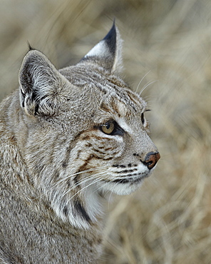 Bobcat (Lynx rufus), Living Desert Zoo And Gardens State Park, New Mexico, United States of America, North America