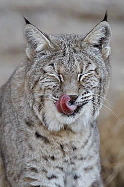 Bobcat (Lynx rufus) with its tongue out, Living Desert Zoo And Gardens State Park, New Mexico, United States of America, North America