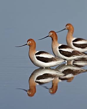 Three American avocet (Recurvirostra americana), Yellowstone National Park, Wyoming, United States of America, North America