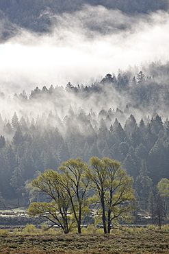 Fog mingling with evergreen trees with some cottonwoods, Yellowstone National Park, UNESCO World Heritage Site, Wyoming, United States of America, North America