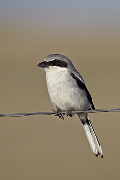 Loggerhead shrike (Lanius ludovicianus), Pawnee National Grassland, Colorado, United States of America, North America