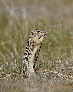 Thirteen-lined ground Squirrel (Citellus tridecemlineatus) feeding, Pawnee National Grassland, Colorado, United States of America, North America