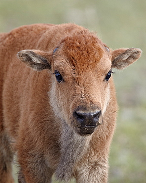 Bison (Bison bison) calf, Yellowstone National Park, Wyoming, United States of America, North America