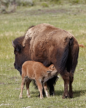 Bison (Bison bison) cow nursing her calf, Yellowstone National Park, Wyoming, United States of America, North America